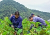 吉水螺田：深山槟榔芋走出国门