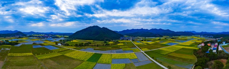 航拍金江：油菜花海，美得心醉！ (2).jpg