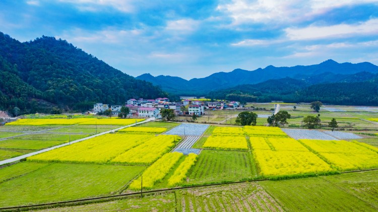 航拍金江：油菜花海，美得心醉！ (9).jpg