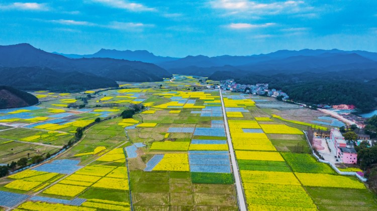 航拍金江：油菜花海，美得心醉！ (12).jpg