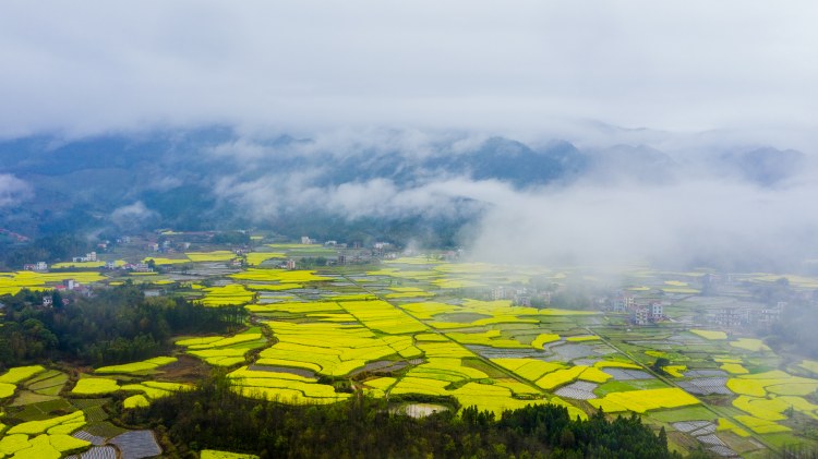 油菜花开 (1).jpg