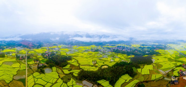 油菜花开 (3).jpg