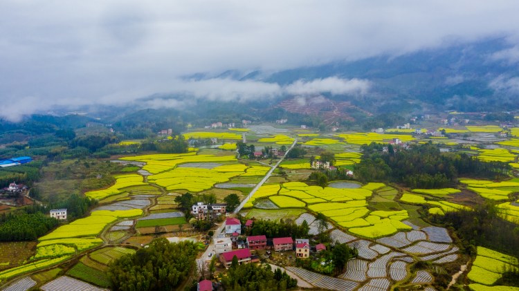 油菜花开 (2).jpg