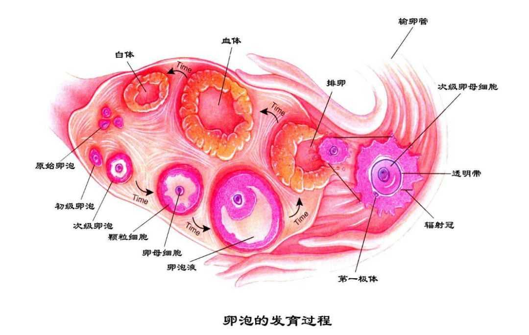 夫妻称是自然怀孕,南非妇女一胎产下10孩!究竟是怎样的过程?