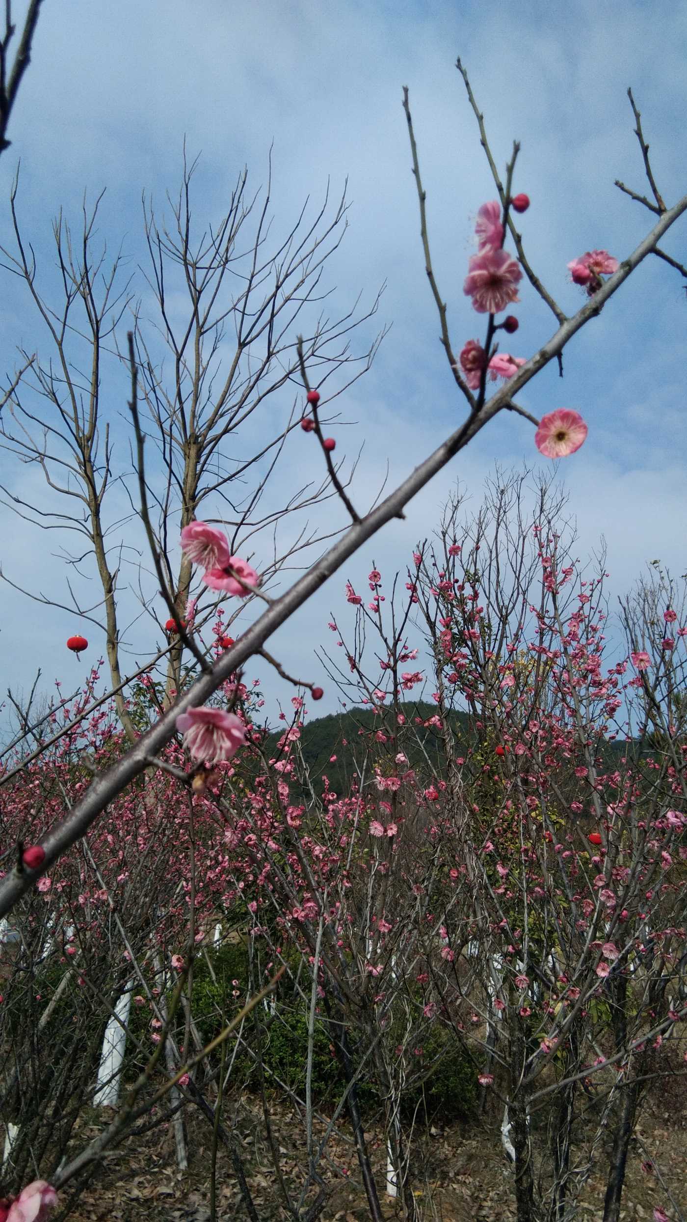 【携程攻略】吉安青原山景点,从吉安市区有二条路可以到青原山，二条路都通，跟着导航走，先来到吉…